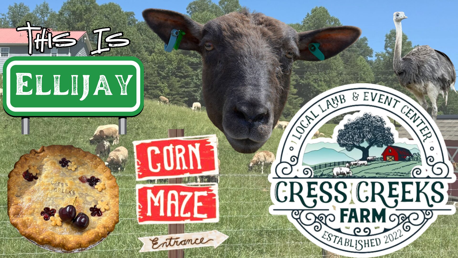 Cress Creeks Sheep Farm and Event Center in Ellijay, GA | Your next North Georgia Farm Excursion