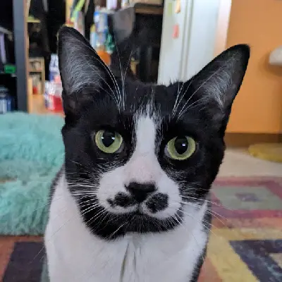 dor